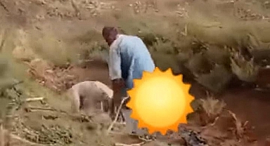 Köpek tecavüzcüsü tutuklandı
