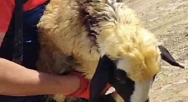 2 koyun, 3 gün sonra 2 saatlik çalışmayla kurtarıldı