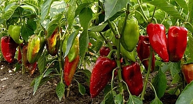 İsot tarlasında kavga: 4 yaralı, 35 gözaltı