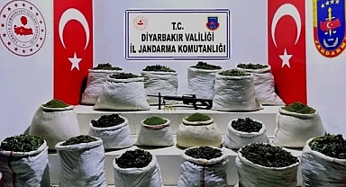 Milyonlarca kök kenevir ve 1,5 ton esrar ele geçirildi