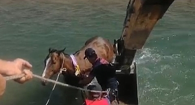 Sulama kanalına düşen at kepçe yardımıyla kurtarıldı