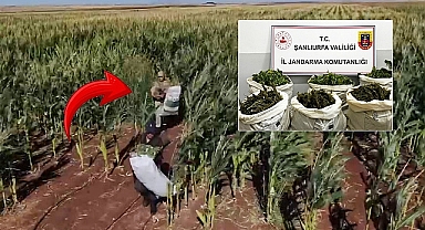 Urfa'da mısır tarlasında çuvallar dolusu uyuşturucu ele geçirildi!