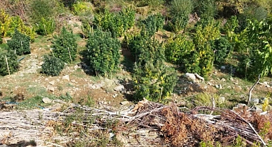 121 kilo esrar, 350 bin kök skunk ve kenevir ele geçirildi