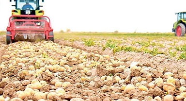 İkinci dönem ekimi yapılan patateste hasat döneminin sonuna gelindi