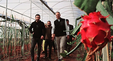 Şanlıurfa’da İlk Kez Eyyübiye’de Yetiştirildi