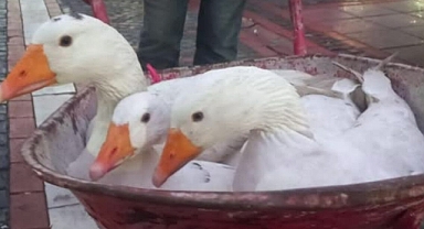 Bu sene kazlara rağbet azaldı, satacağı kazlar elinde kaldı