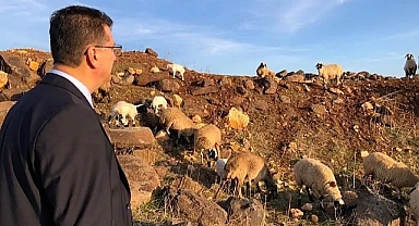 Suruç Koyunu koruma altına alındı