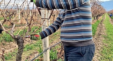 Üzüm bağlarında budama çalışmaları devam ediyor