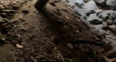 Kerpiç ahırın tavanı çökmesi sonucu 3 keçi telef oldu