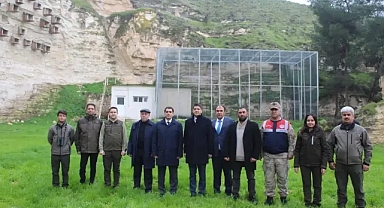 Koruma altındaki kelaynaklar üreme dönemi için doğaya bırakıldı