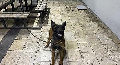 Köpek hırsızlar tutuklandı