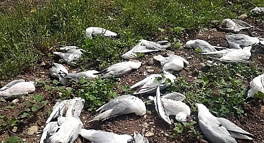 Binlercesi telef oldu! Vatandaşlarda tedirgin ediyor