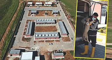 Sokak hayvanları Büyükşehir'e emanet