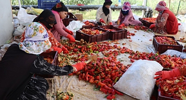 Şanlıurfa'da İsot sezonu coşkusu:
