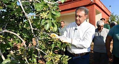 Vali Şıldak, Fıstık hasadına katıldı, Şanlıurfa’nın fıstık üretimindeki rolünü vurguladı