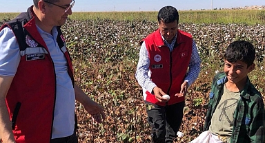 Pamuk değil hayat telaşı! Arkadaşları okulda onlar tarlada...