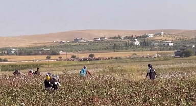 Şanlıurfa'da kız çocukları eğitimi tarlalarda arıyor!