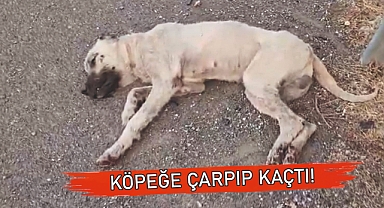 Vicdan bu toprakları çoktan terk etti!