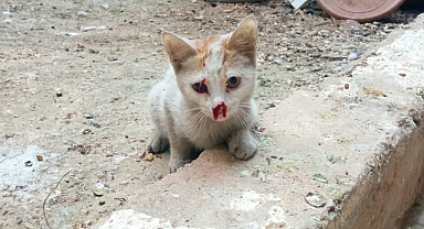 Yaralı kedi bürokrasiye takıldı! Belediyeler birbirine pas attı