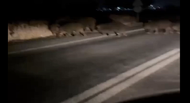 Domuzlar trafiği ele geçirdi: Sürücüler şaşkın!