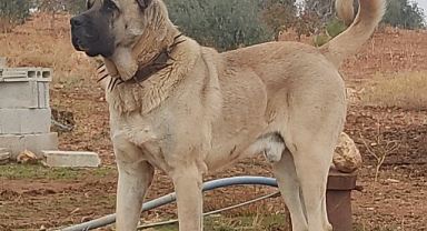 Urfa’nın değeri Guregh, Antep’in olsaydı Dünya’yı fethederdi!