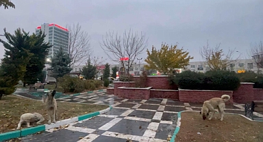 Büyükşehir Belediyesinin Komşuları: Saldırgan Bekçiler!