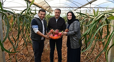 Urfa tarımına kadın dokunuşu!