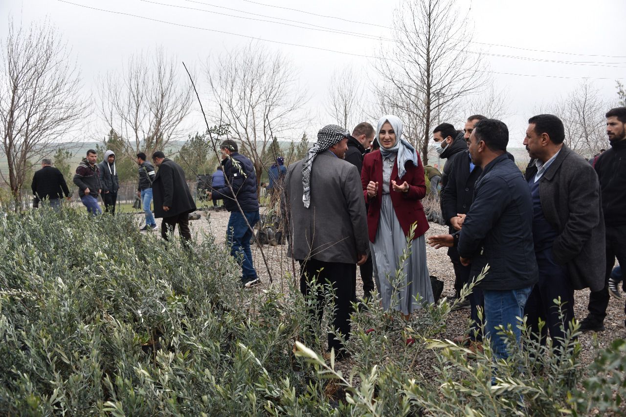 Urfa'da 25 bin meyve fidanı dağıtıldı