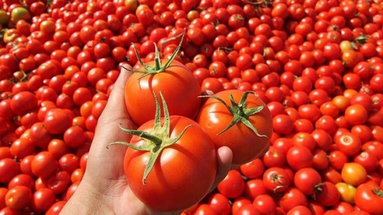 Kasım ayında en çok domates pahalandı