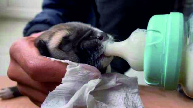 Yolda bulduğu yavru köpeği biberonla besledi