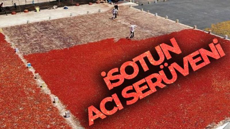 Urfa'da isotun acı serüveni başladı