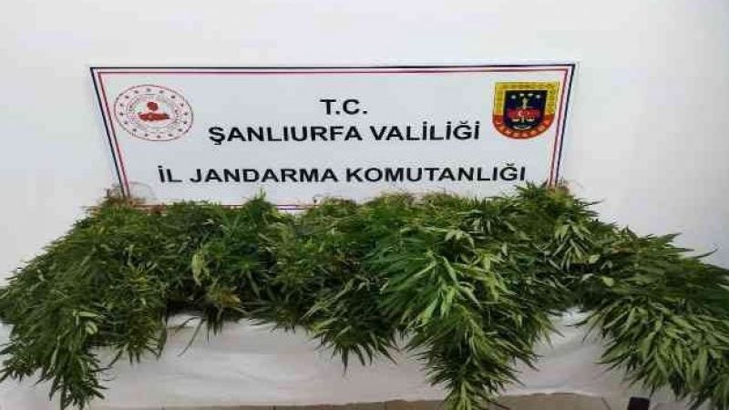 Urfa'da büyük operasyon