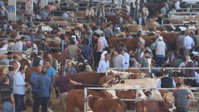 Urfa'daki hayvan pazarlarında hareketlilik