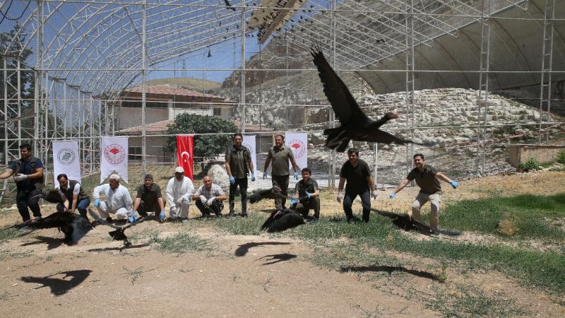 Koruma altındaki 30 kelaynak göçe kanat çırptı