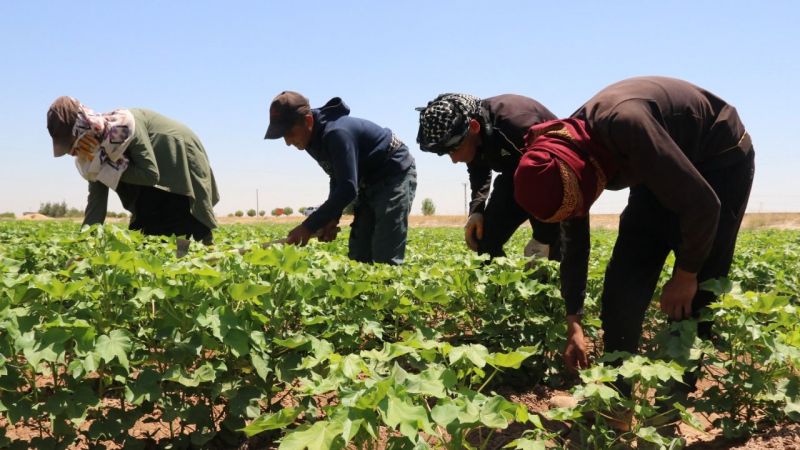Urfa'da ekim alanı artan pamukta rekolte beklentisi yüksek