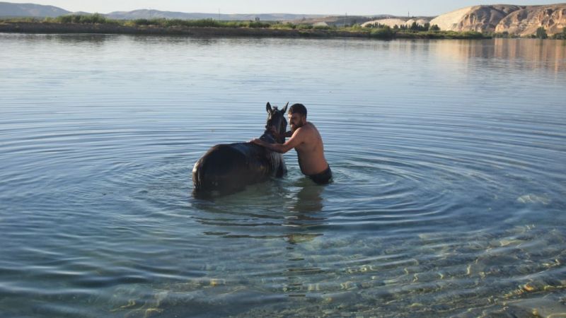 Urfa'da sıcaktan bunalan atlar Fırat Nehri'nde serinletildi