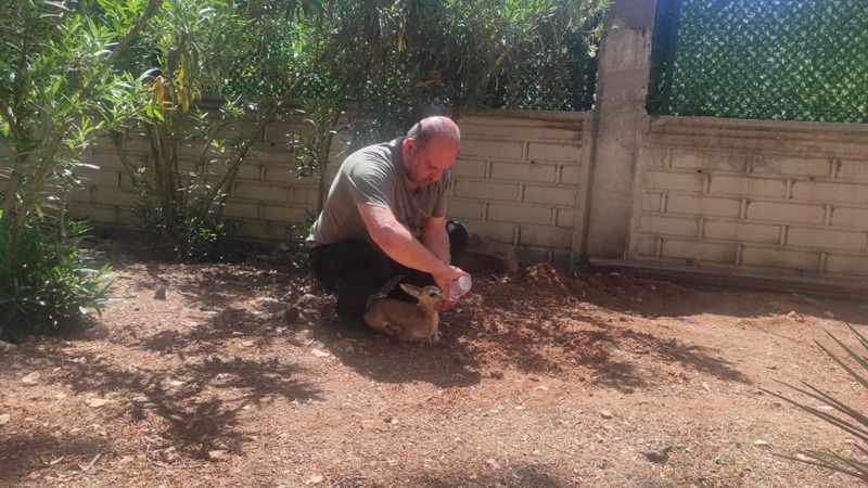 Tedavisi tamamlanan ceylan yavrusu doğaya bırakıldı
