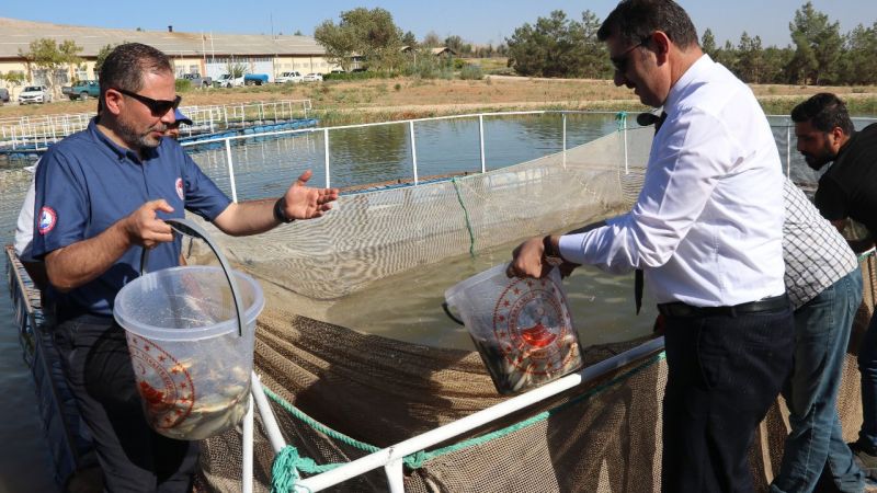 Urfa'da 30 milyon balık su kaynaklarına bırakılıyor