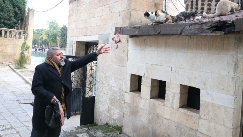 Urfalı hayvansever esnaf, 15 yıldır Balıklıgöl'deki kedileri besliyor