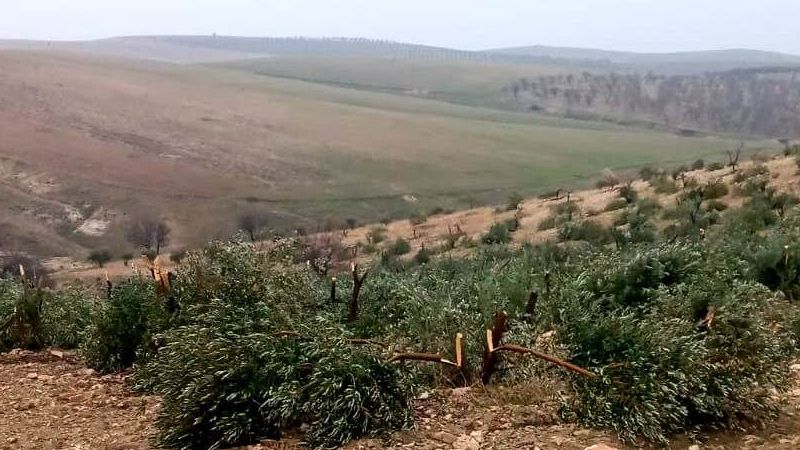 Ne istediniz ağaçlardan?