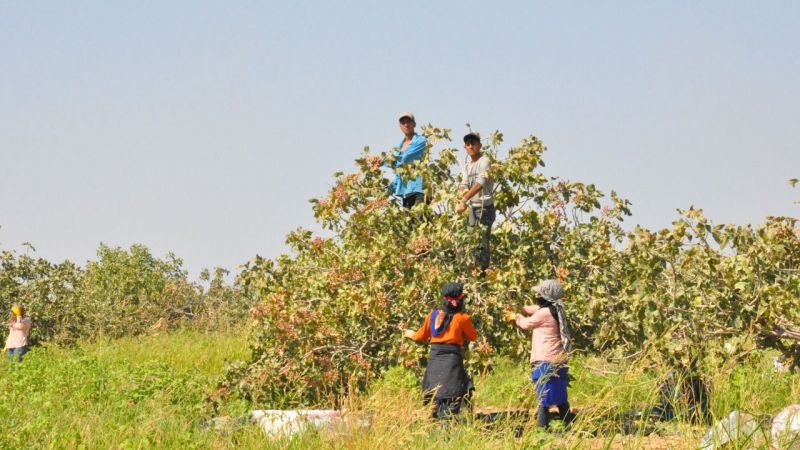 3 bin işçi ile fıstık hasadı