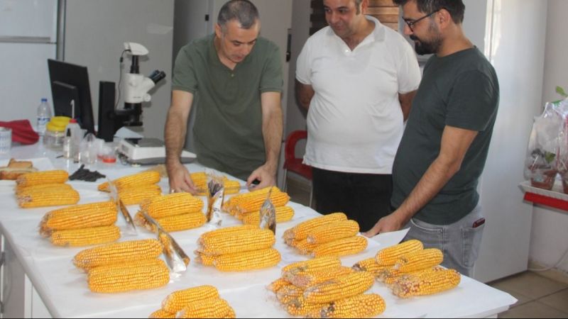 Urfa’da yerli doğal gübre hamlesi