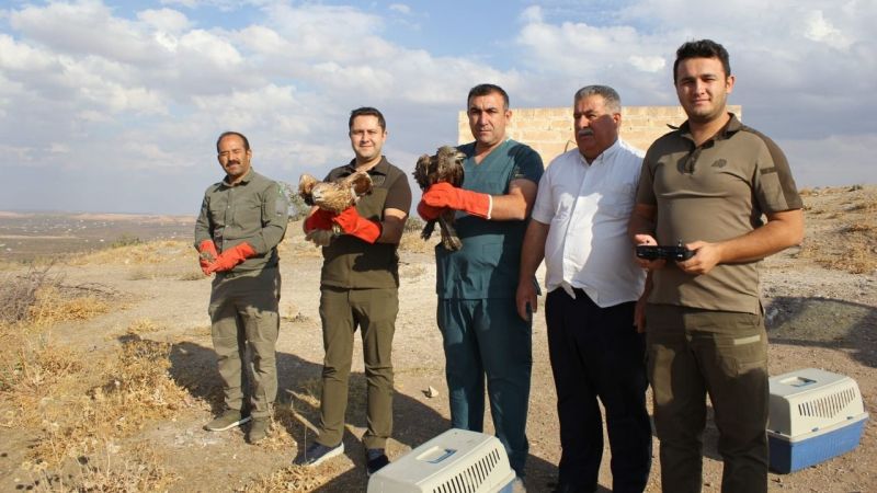 Yaralı kuşlar tedavilerinin ardından doğaya salındı