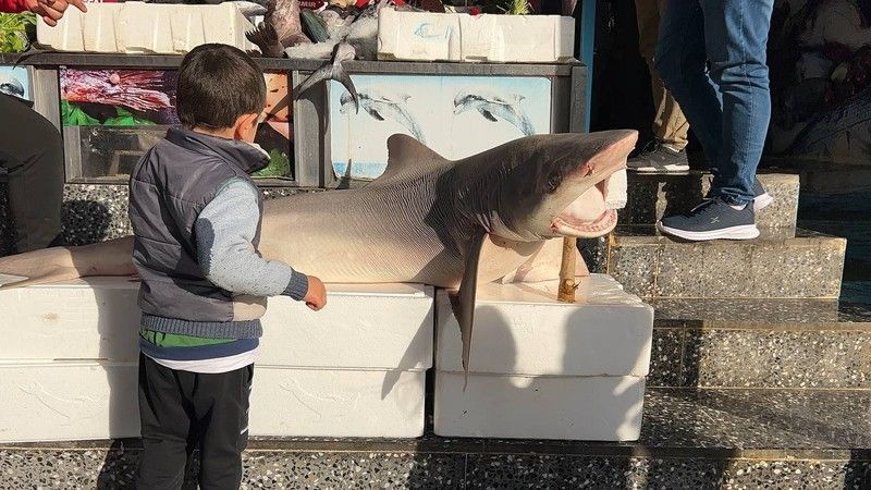 Urfa’da köpekbalığı şaşkınlığı