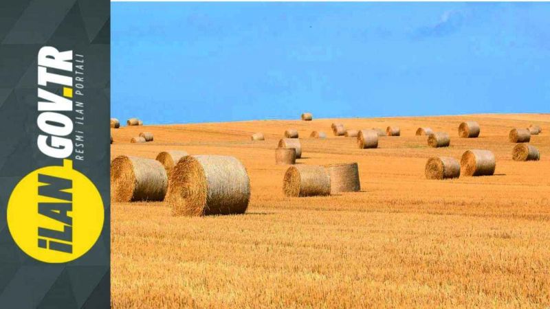 20.250 Ton balyalı buğday sapı 12 parti halinde satılacak