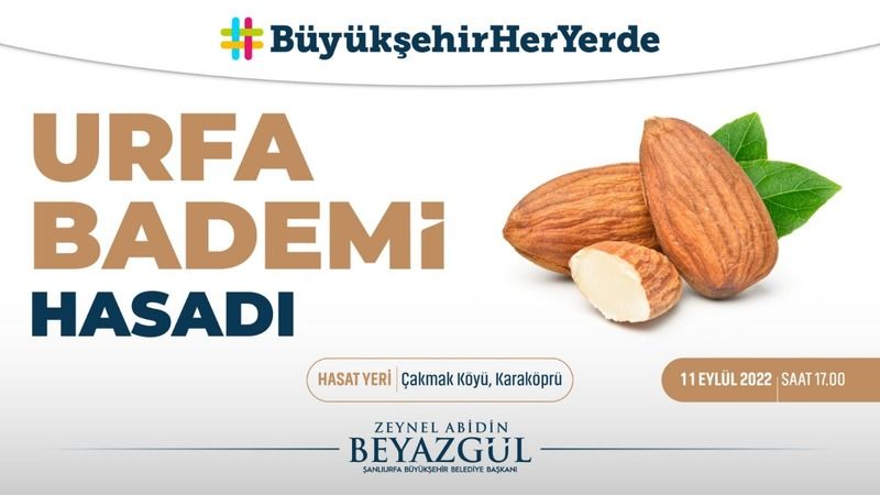Tarlada badem hasadı etkinliği