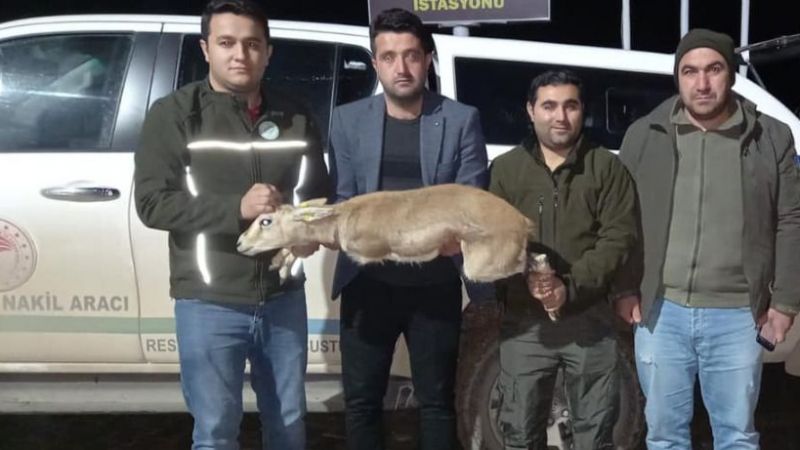 Urfa'da Ceylan'a el konuldu