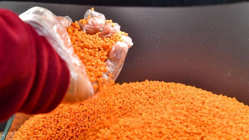 TİGEM’den mahsul mercimek satışı