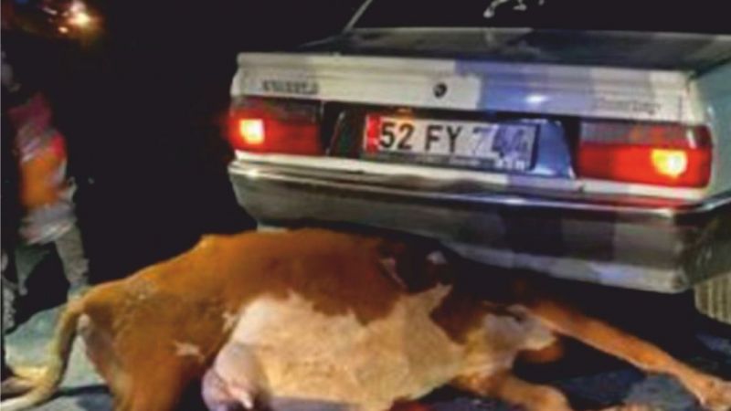 Urfa’da otomobil ineğe çarptı! Yaralılar var