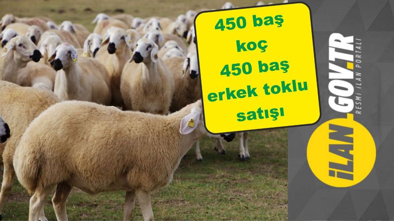 TİGEM’den koç ve toklu erkek satış ihalesi